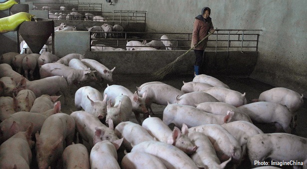 Antibiotics abuse makes China's pork industry a hotbed for drug-resistant bugs